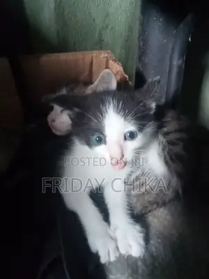 1-3 months Male Mixed Breed Russian Blue