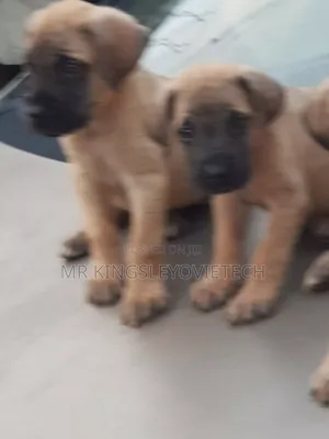 1-3 months Male Purebred Boerboel