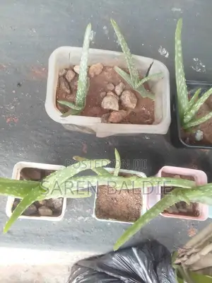 Health Young Fresh Aloe Vera