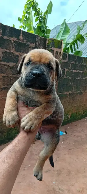 1-3 months Female Purebred Boerboel