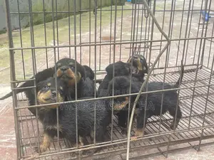 1-3 months Female Purebred Rottweiler