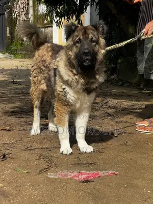 1+ year Male Purebred German Shepherd