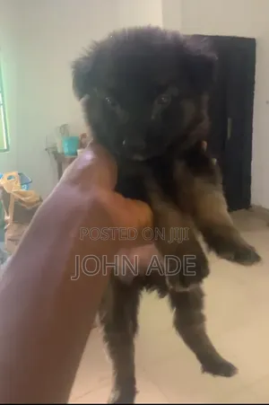 1-3 months Female Purebred German Shepherd
