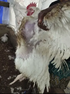 Massive Broiler Chickens
