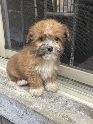 1-3 months Male Purebred Lhasa Apso