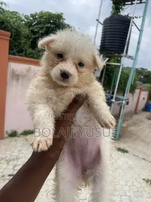 1-3 months Female Purebred American Eskimo