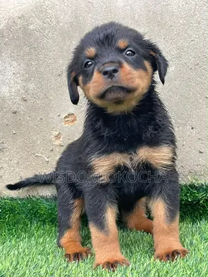 1-3 months Female Purebred Rottweiler