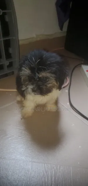 1-3 months Male Purebred Lhasa Apso