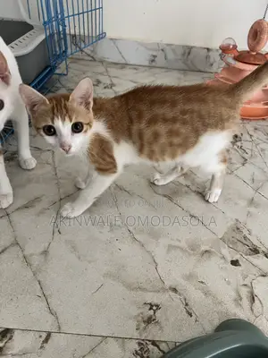 3-6 months Male Purebred Cat