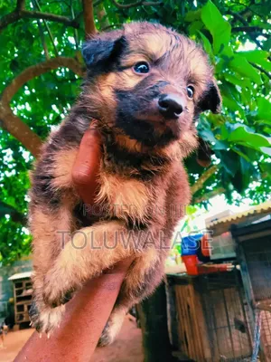 1-3 months Male Purebred German Shepherd