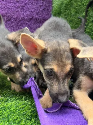 1-3 months Female Purebred German Shepherd