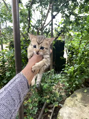 0-1 month Female Mixed Breed American Shorthair
