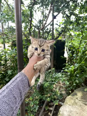 0-1 month Female Mixed Breed American Shorthair