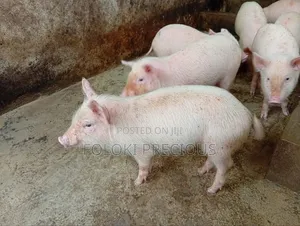 Piglets Available for Sale at Eket, Akwaibom State