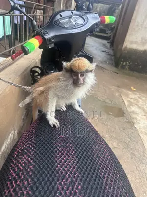 Patas Monkee
