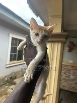 1-3 months Male Purebred Exotic