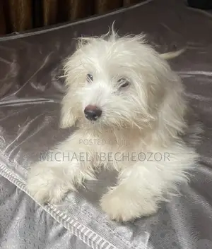 1-3 months Male Mixed Breed Lhasa Apso