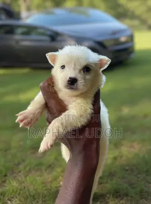 1-3 months Male Purebred American Eskimo