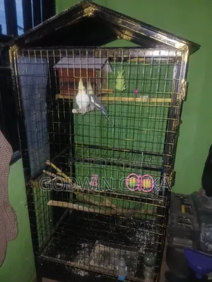 Cockatiel for Sale (Pair)
