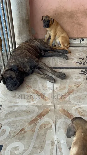 6-12 months Female Purebred Boerboel