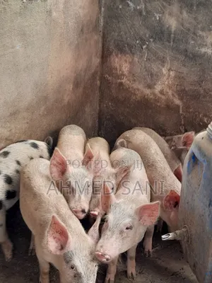 Healthy Live Pigs for Sale – 23–45kg | Best Prices
