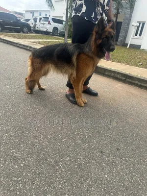 1+ year Female Purebred German Shepherd