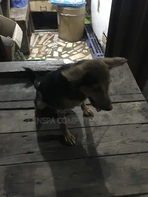 3-6 months Male Mixed Breed Mutt