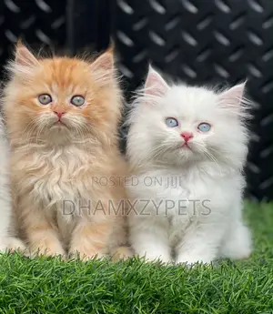 1-3 months Male Purebred Persian