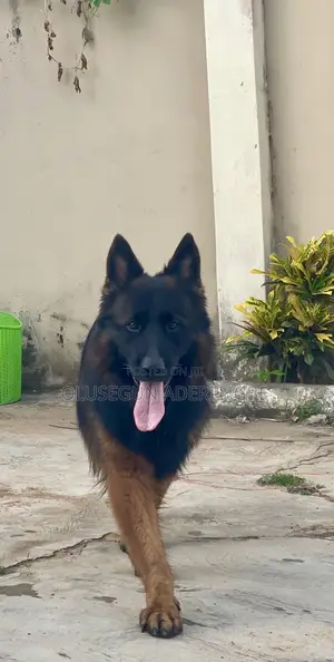 1+ year Male Purebred German Shepherd