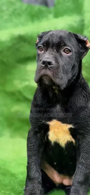 3-6 months Female Purebred Cane Corso