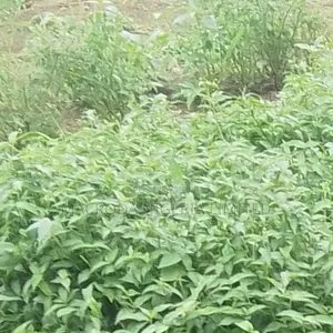 JV Land Available on B Zone