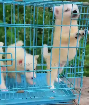 1-3 months Male Purebred American Eskimo