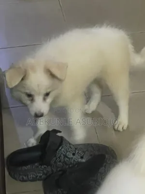 1-3 months Female Purebred American Eskimo