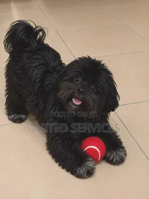 3-6 months Female Purebred Lhasa Apso