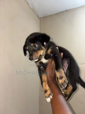 1-3 months Female Mixed Breed Rottweiler