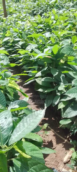 Hybrid Cocoa Seedlings Available for Sale