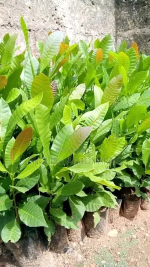 Cashews Seedlings Are Available for Sale