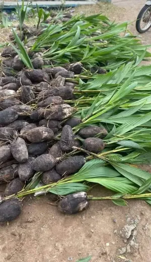 Hybrid Coconut Seedlings Available for Sale