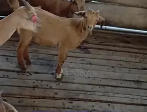 F1 Breed Goat
