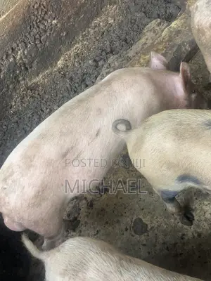 Pug for Sell