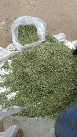 Moringa Powder