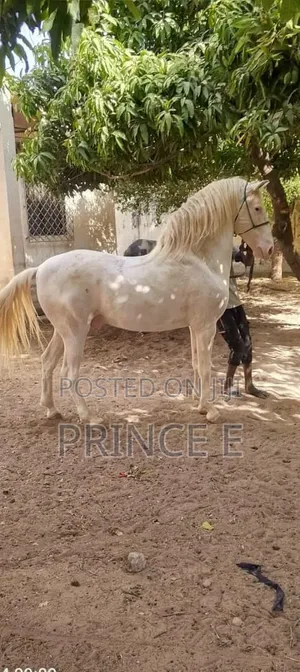 Elegant and Royal White Male Horse Available