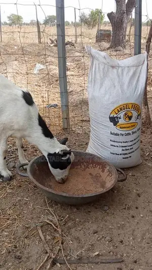 Langel Feeds