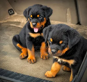 1-3 months Male Purebred Rottweiler