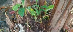 Plantain Socker