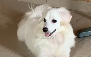 6-12 months Male Purebred American Eskimo