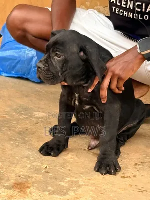 1-3 months Female Purebred Cane Corso