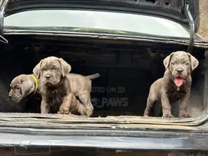 1-3 months Female Purebred Cane Corso