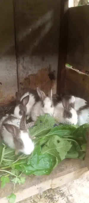 Foreign Rabbit