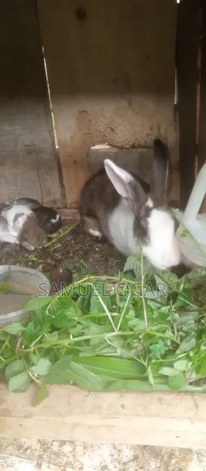 Foreign Rabbit